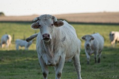 erictheze.com-0099
